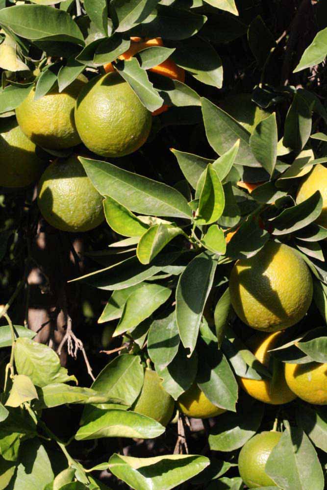            Sun leaves (Riverside, CA)   